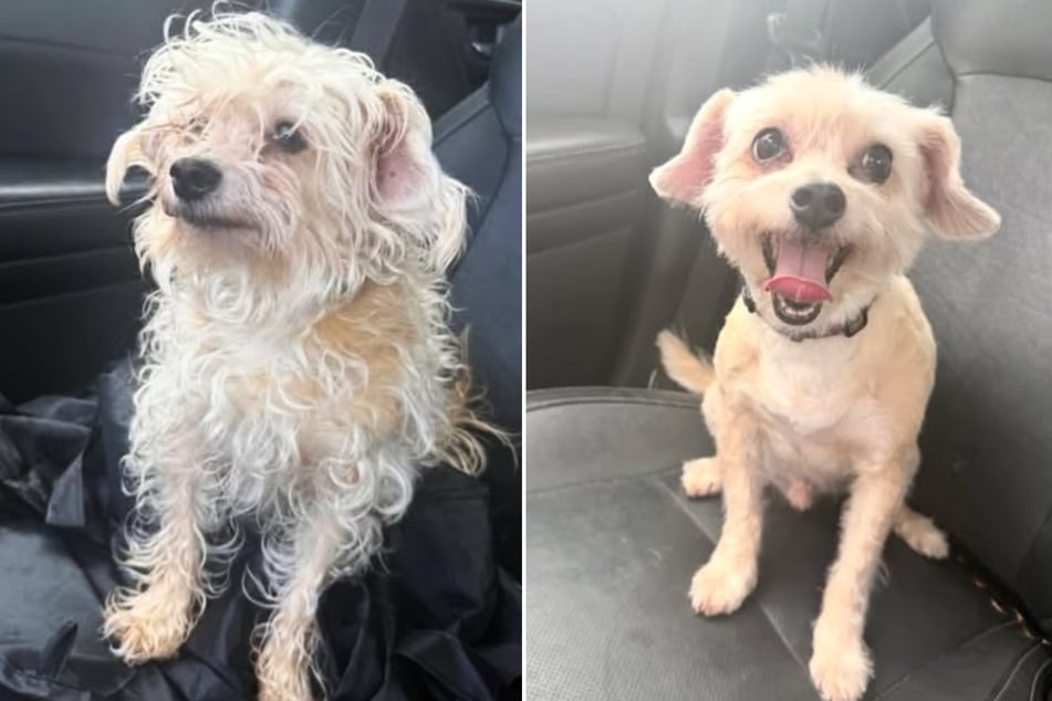 Four-legged friend Cosmo is hardly recognizable after his visit to the groomer.