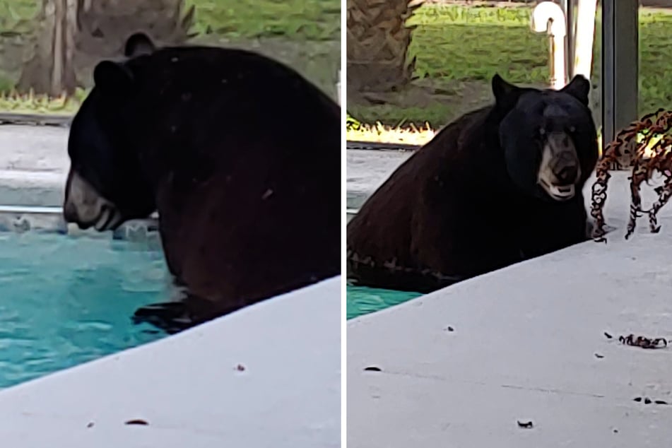 This bear has found his new favorite spot!