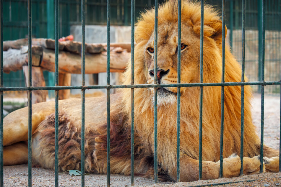 Another lion tragically dies at the same zoo from Covid-19