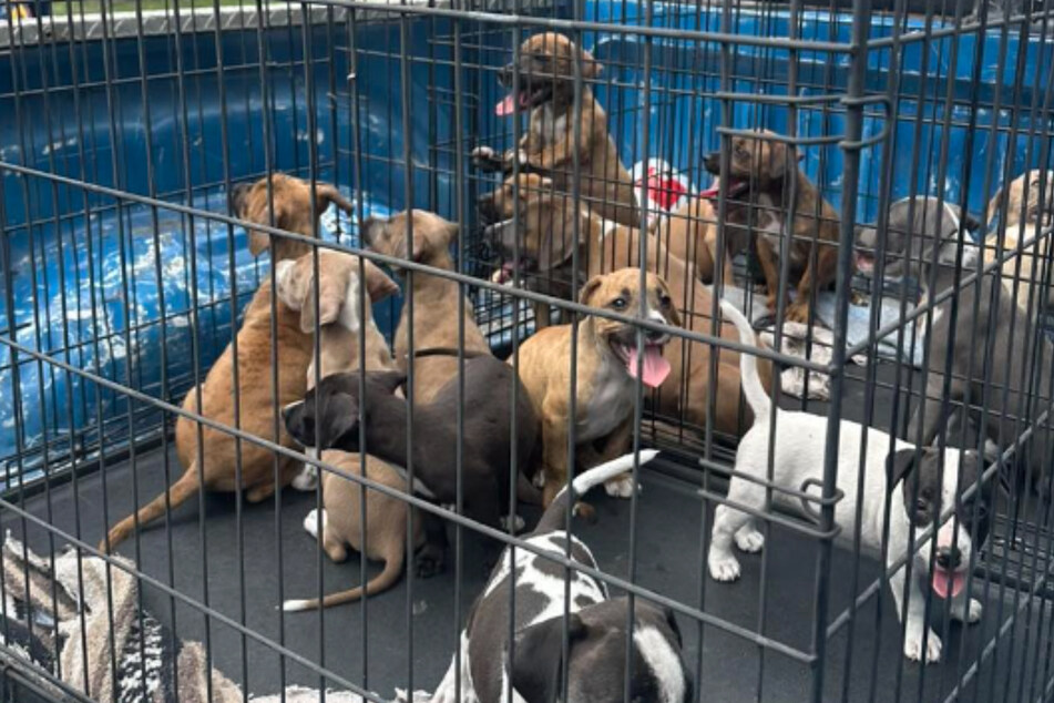 Florida man discovers 15 abandoned puppies and jumps into action
