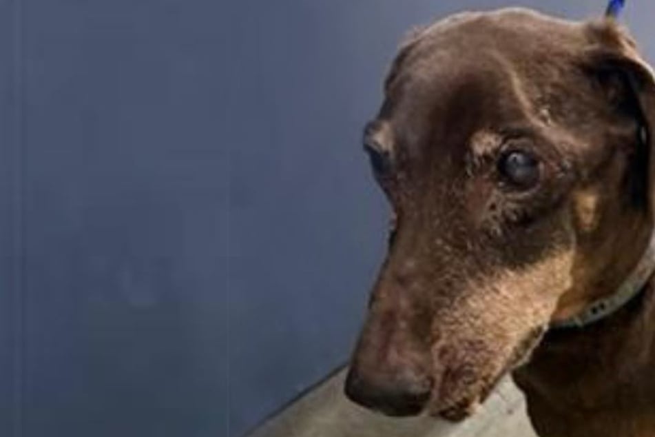 16-year-old Dachshund dog found by rescuers – what his microchip reveals breaks their hearts