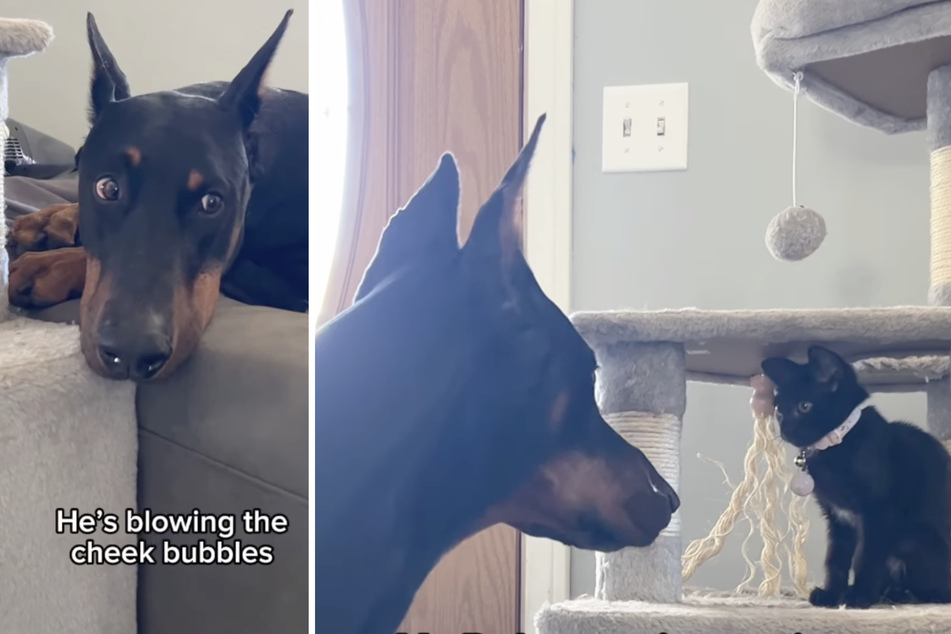 This dangerous-looking Doberman dog just wants to play with the new kitten!