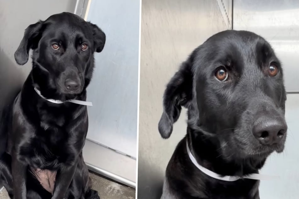 Dog is abandoned at animal shelter: the harsh three-word explanation breaks hearts
