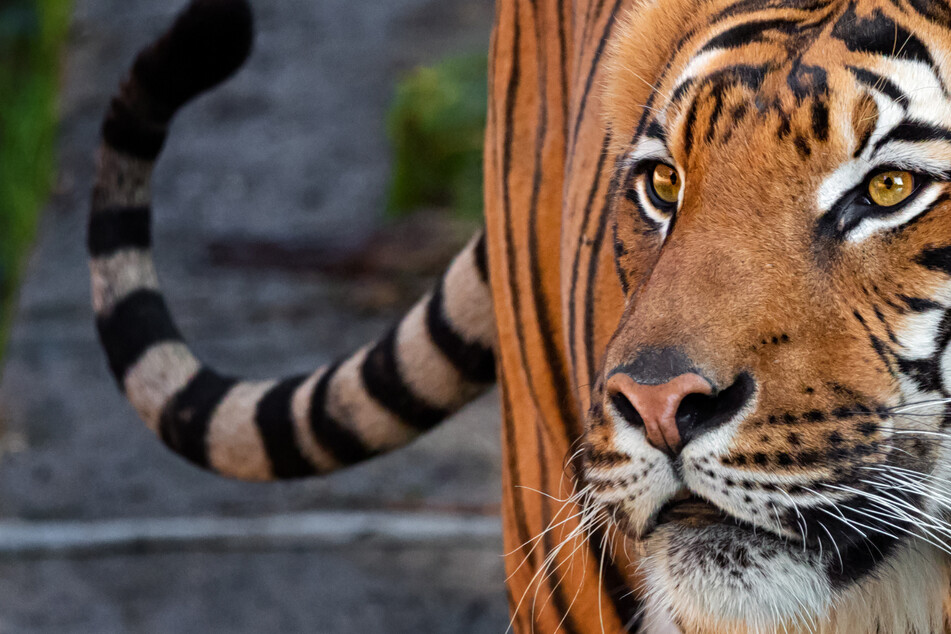 Woman has hand bitten off after trying to pet a tiger