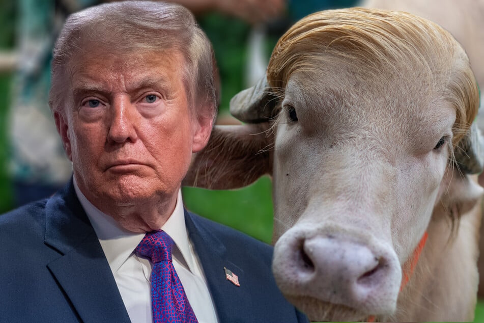 Twinning! "Donald Trump" lookalike albino buffalo delights the web