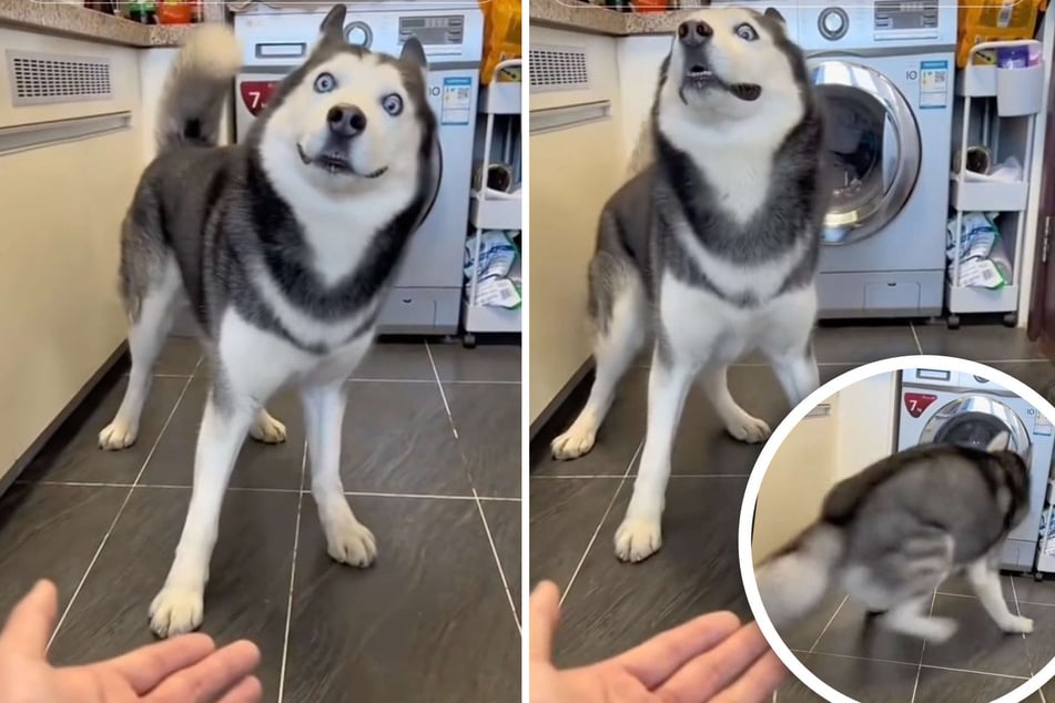 This husky looked utterly confused when asked to shake its human's hand!