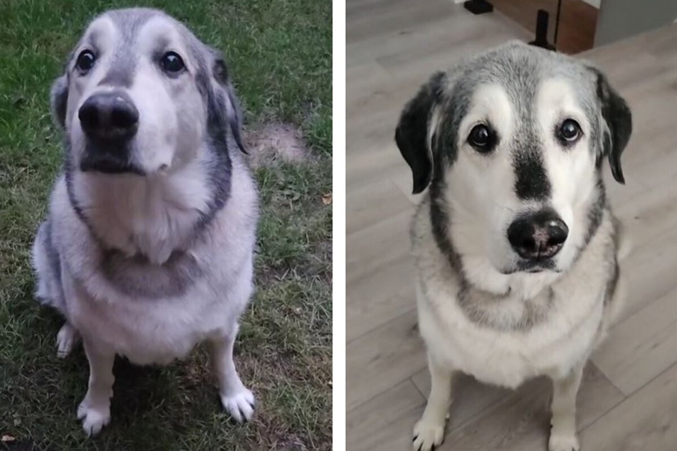 Meet Stanley, a handsome Goberian that took TikTok's breath away!