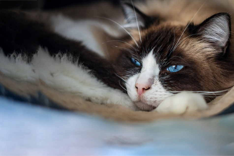 Why doesn't my cat purr and should I be concerned?