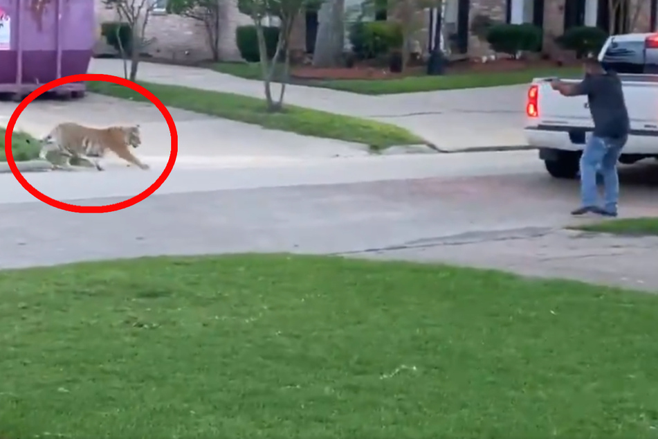 Video shows tense face off between man and tiger in Houston neighborhood