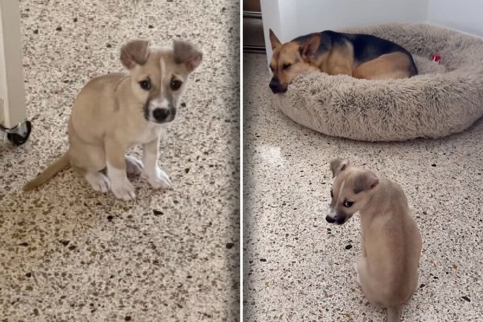 Puppy is nervous to approach his new big brother: what happens next melts hearts