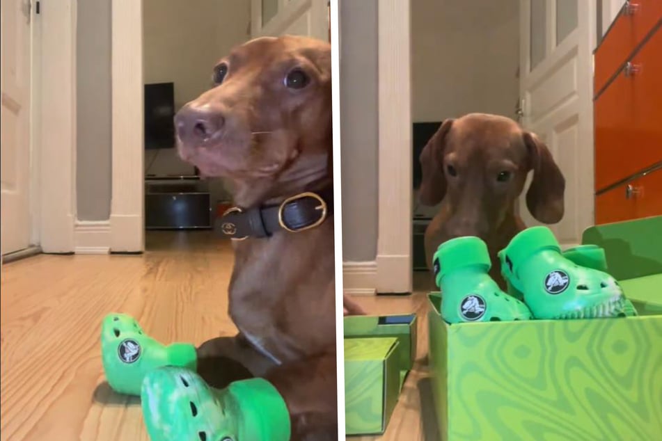 What a croc! TikTok users can't handle this little dog's bold fashion moves