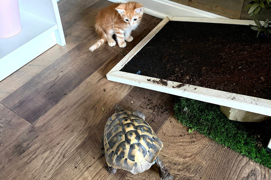 Nelly the tortoise loves to follow around the new orange foster kitten.