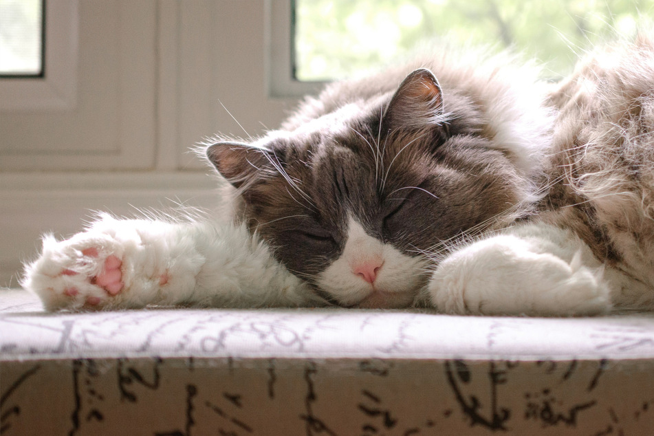 Despite being often quite grumpy and naughty, the ragdoll is America's favorite cat.
