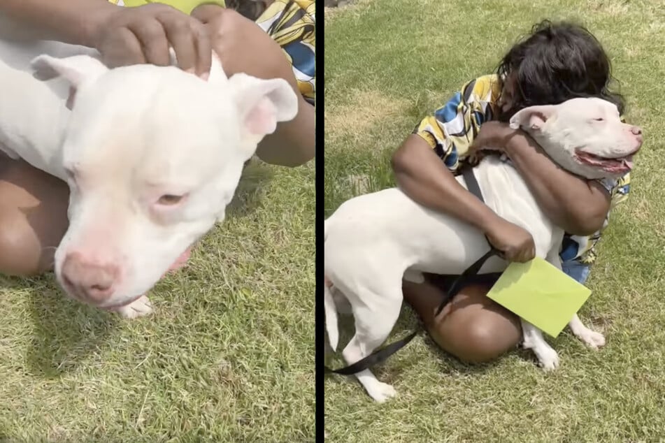 Three years after his disappearance, dog Bentley was reunited with his family.