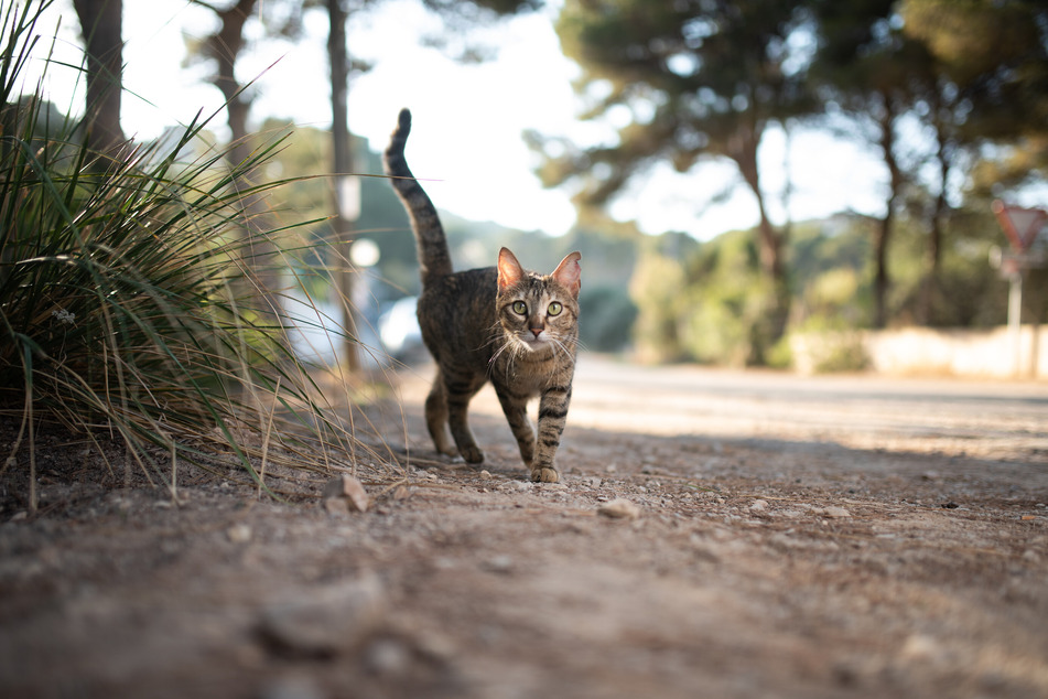 A cat expecting a reaction from a human might express its discomfort by wagging its tail when it is ignored (symbol photo).