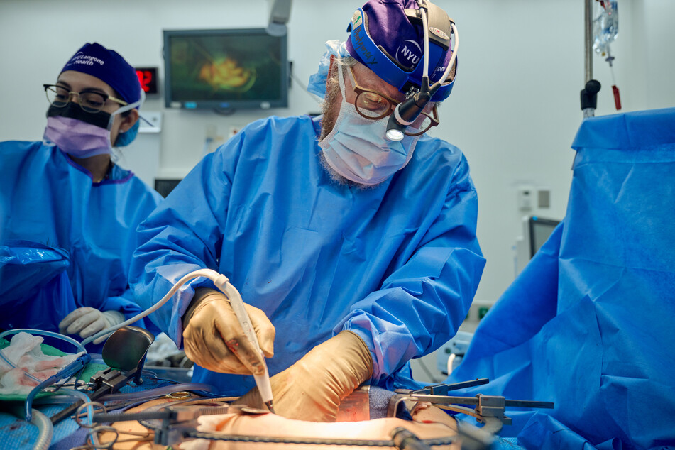 Robert Montgomery, carried out the first genetically modified pig kidney transplant to a human in September 2021.