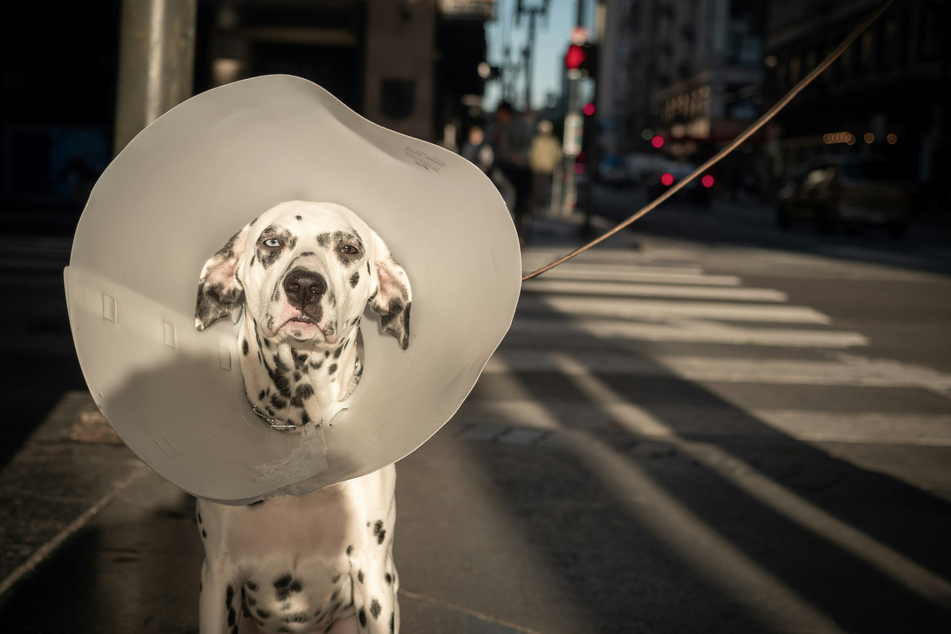 Injured dogs are more likely to chase their tails.