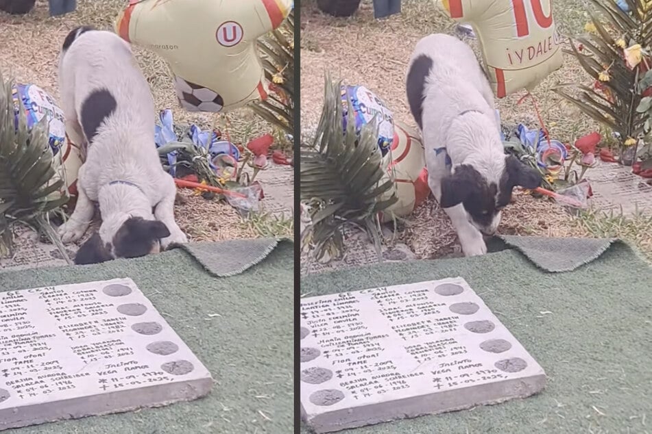Confused dog jumps into deceased owner's grave in heart-shattering funeral video