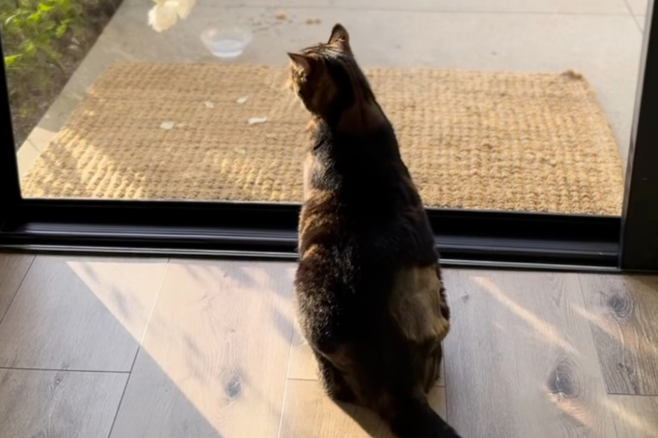 The sweet cat is currently living with a foster family.