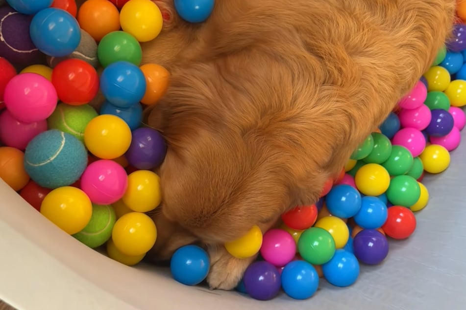 Wally the dog doesn't know what to do with the wondrous ball pit, so he goes to sleep.
