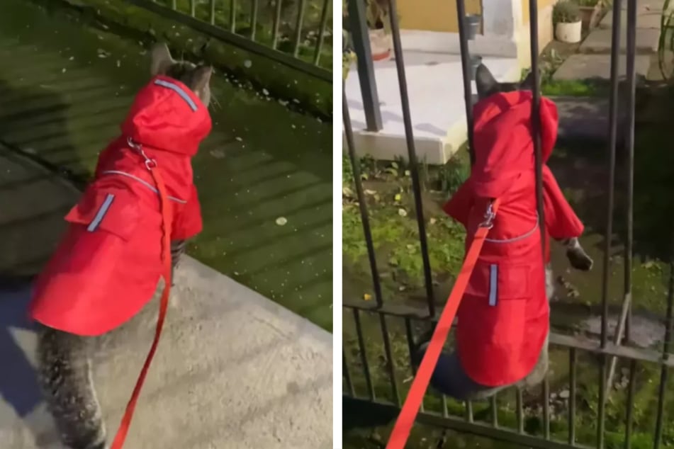 Woman takes her stylish cat for a walk – what happens next makes everyone laugh