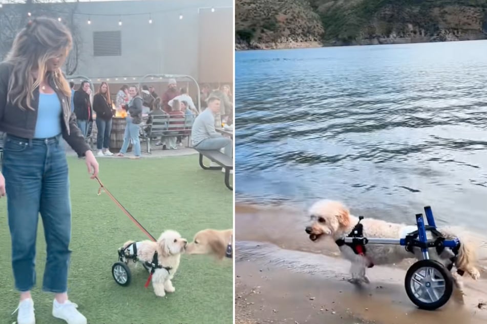 With the wheelchair, Tyrion the dog has regained his zest for life.