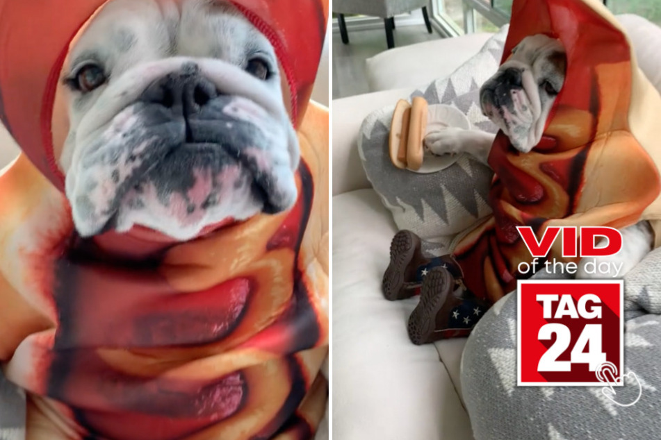 Viral Video of the Day for July 31, 2023: Bulldog relishes the day in adorable TikTok!