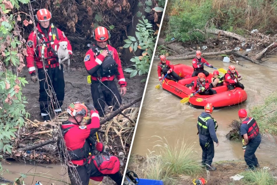 Four dogs get caught in raging flood waters, but what happens next is truly shocking