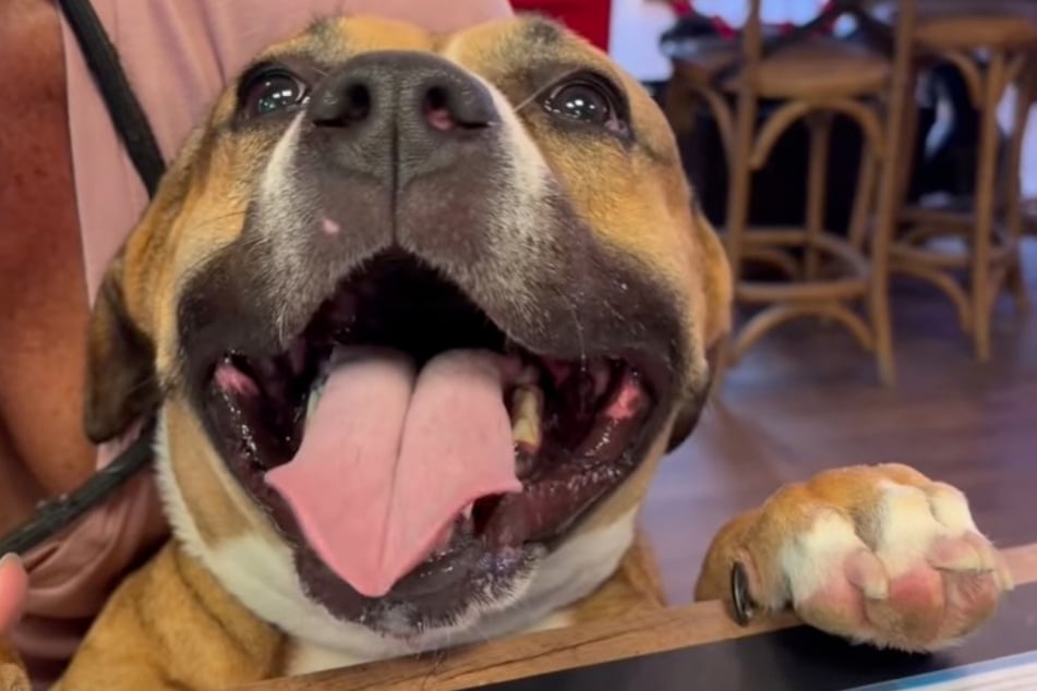 "Miss Finster" the dog seems quite content – but she longs for a forever family of her own.
