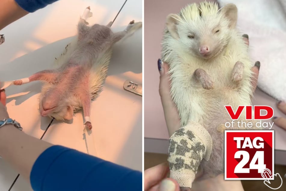 This tiny hedgehog's custom cast is almost too cute to handle!
