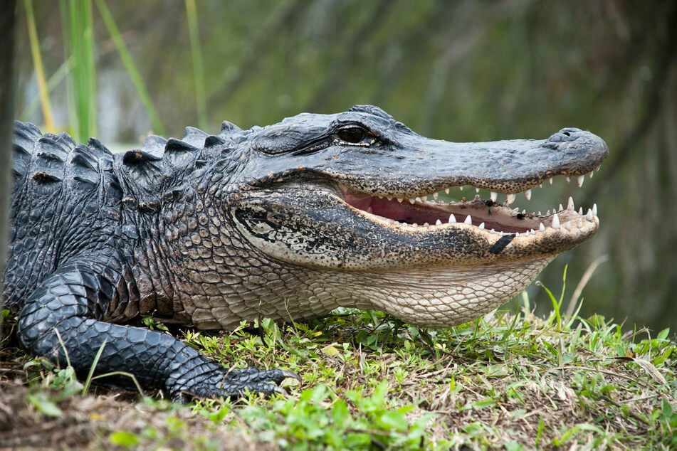 Florida man picks a fight with the wrong reptile and ends up in handcuffs