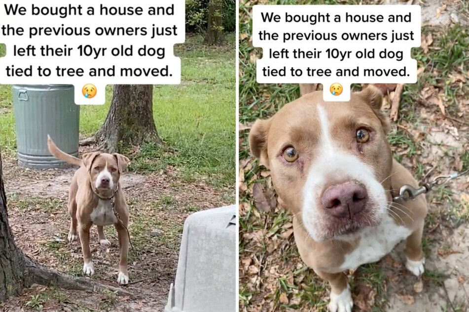 When house buyer April visited the property, she discovered Molly the dog abandoned in the garden.
