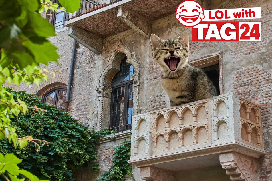 Joke of the Day for March 30, 2024: Get your funny on for Caturday