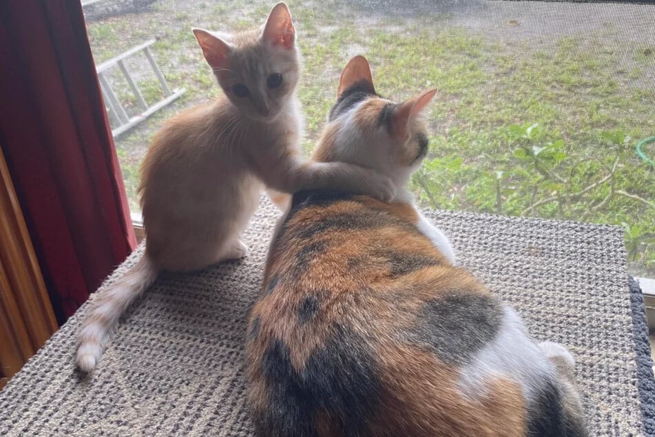 Butters the cat gets up close and personal with Sweetie.