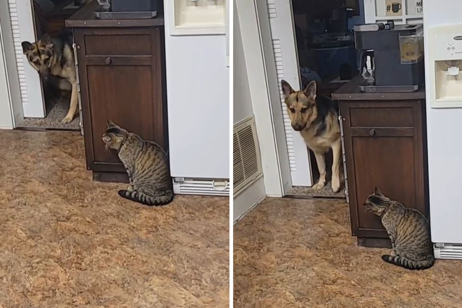 German Shepherds are no match for this cat in hysterical TikTok