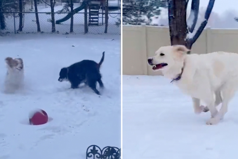 Doggos get the cutest zoomies in very own winter wonderlands