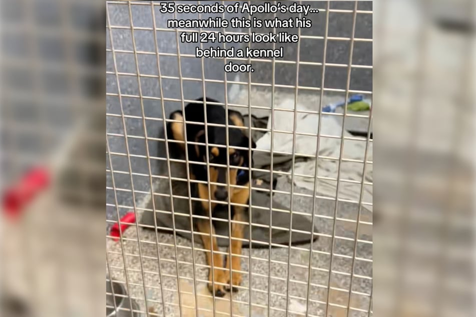 Apollo waits day after day behind bars for someone to take an interest in him.
