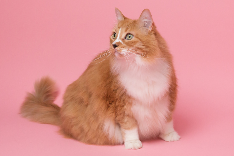 What is the fattest cat in the world?