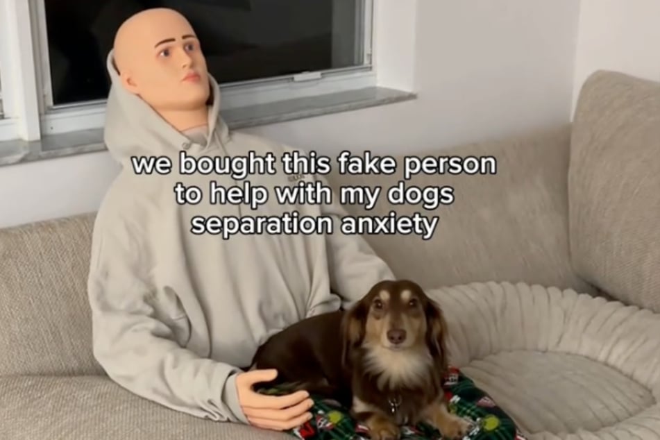 Dino the dog was given a fake human by his owners because he was always so scared when left home alone.