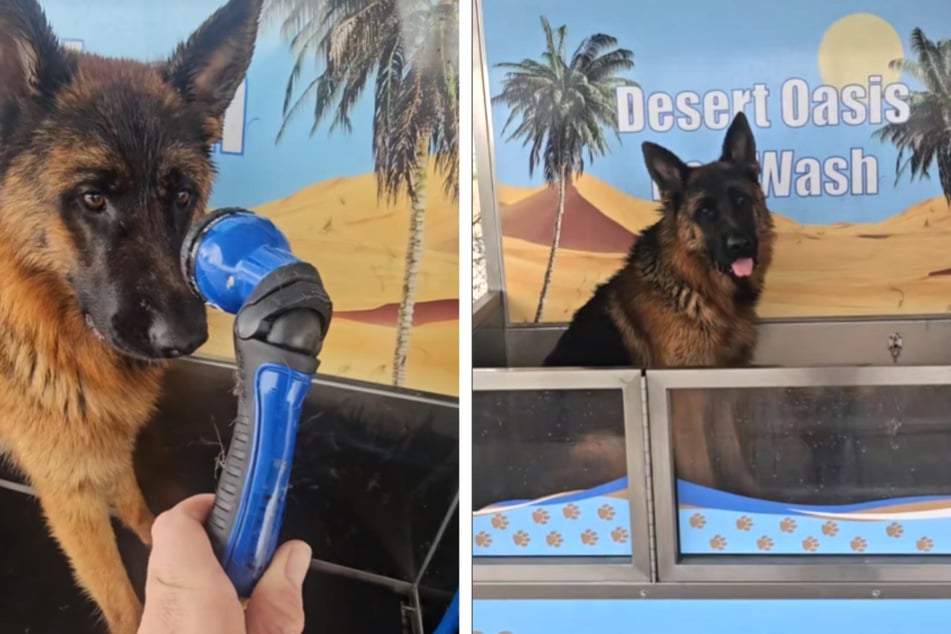 Dog obsessed with water crashes out when bathtime is over in adorable viral video