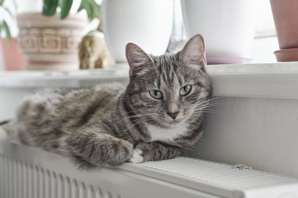 Cat resting on the heater? You should know these dangers
