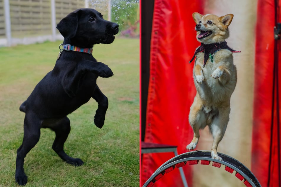 If your dog likes to move, then it might also like to dance!