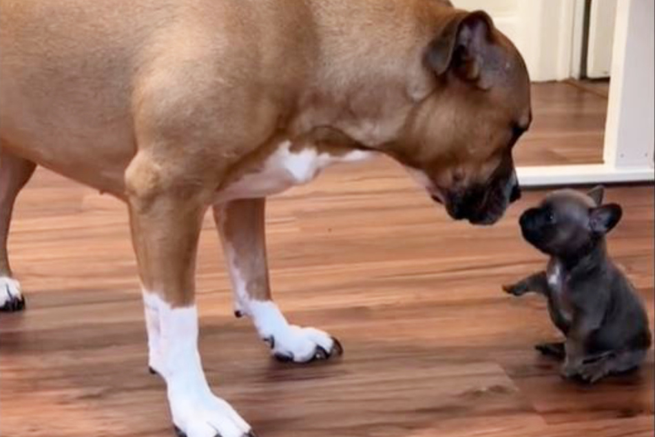 Tiny puppy takes over TikTok as he fearlessly approaches much larger dog
