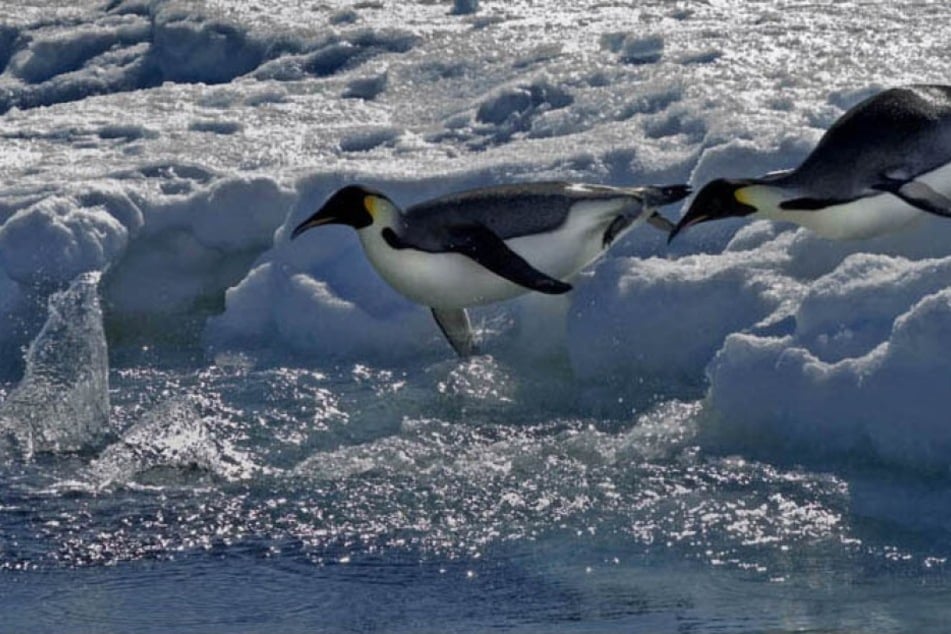 Antarctic talks fail to better protect endangered emperor penguins