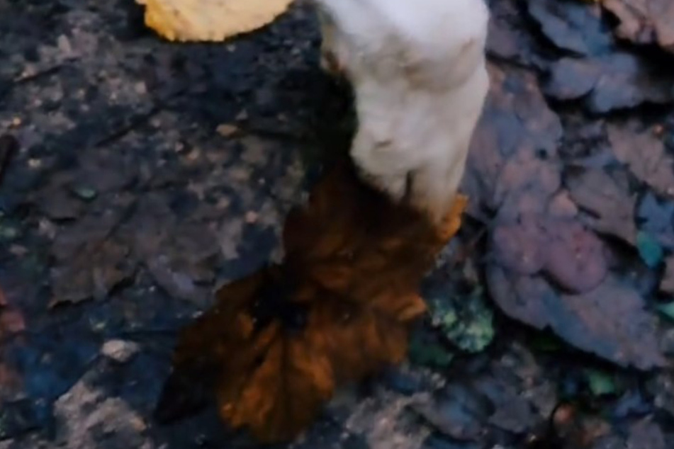 Of course that's not possible: a leaf sticks to the male dog's delicate paw - he can't walk any further.