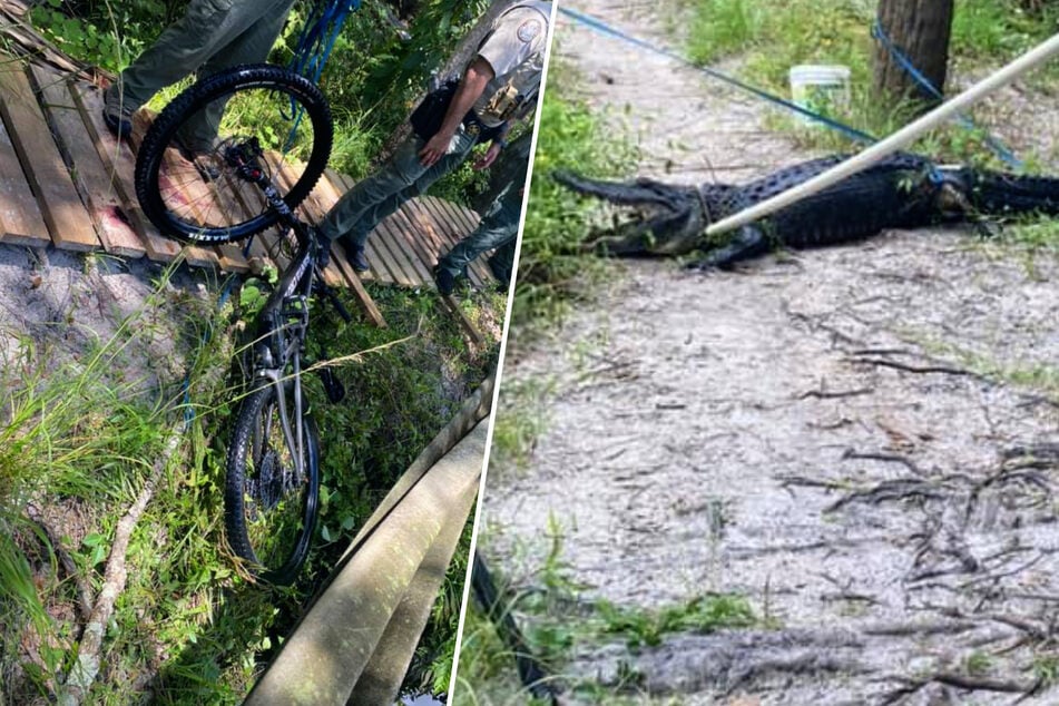 The man lost control of his bike and fell into the water - where he was attacked by an alligator.