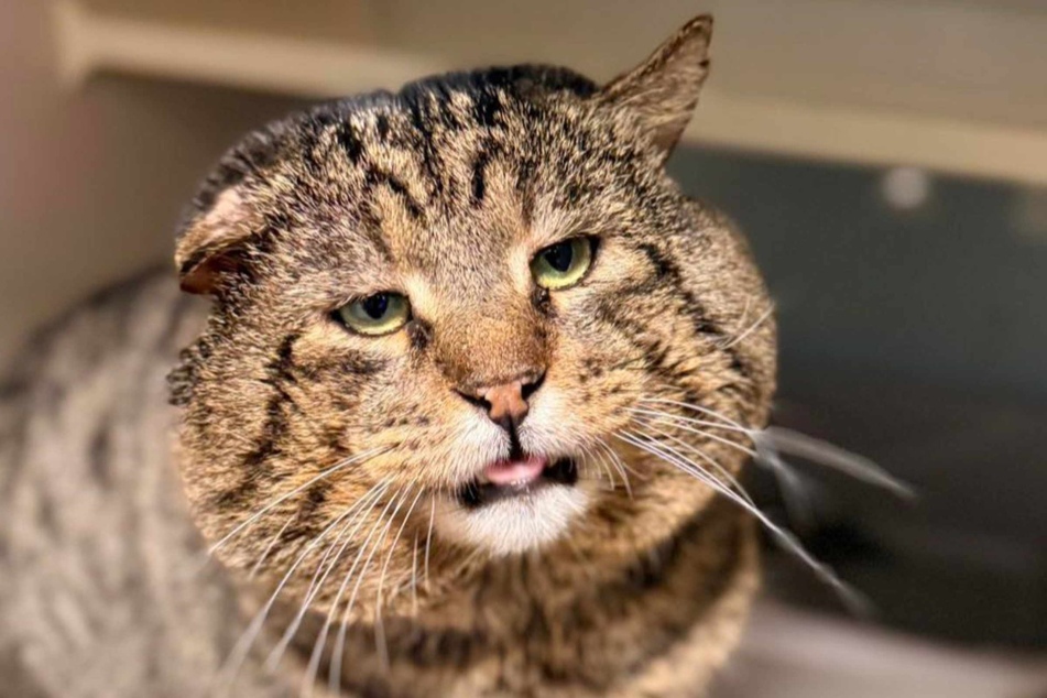 He knows the pose: Katpone the cat plays the mafia boss.