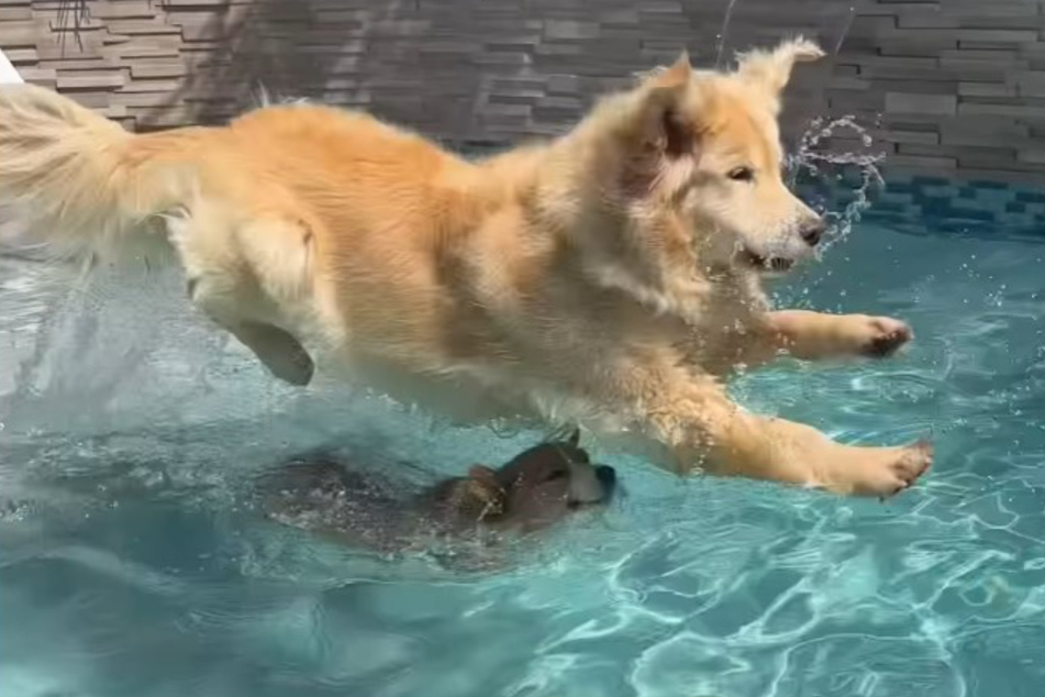 Maui sailed over his little buddy in attempt to get the toy.