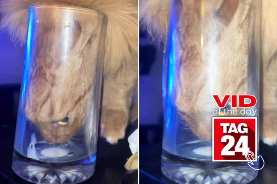 Viral Video of the Day for January 21, 2026: Cat shoves entire head into glass of milk