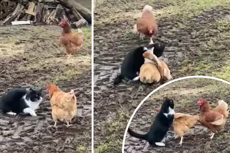 Chickens team up to show a frisky cat the true pecking order on the farm